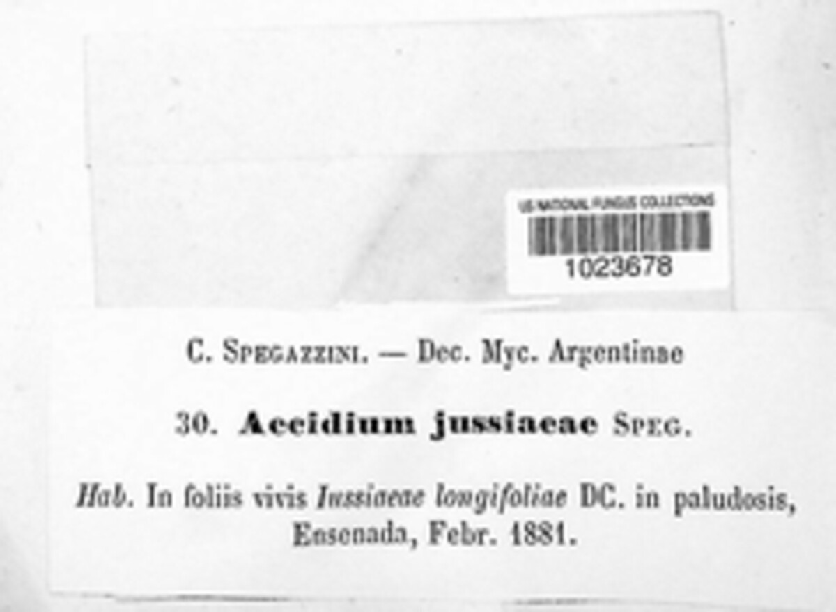 Puccinia jussiaeae image